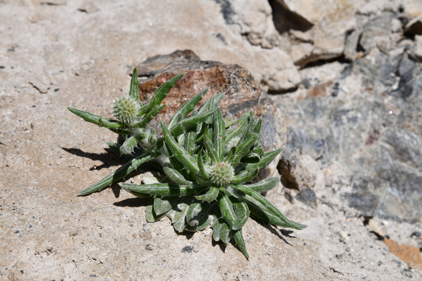 Image of Echinops nanus specimen.