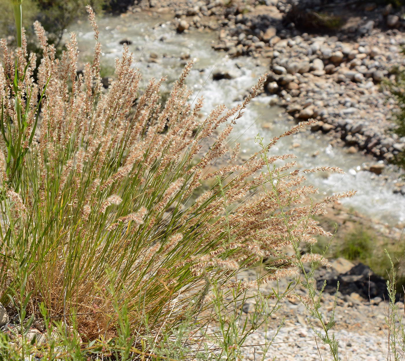 Image of genus Melica specimen.