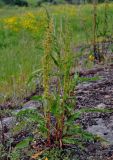 Rumex crispus. Плодоносящее растение. Карелия, о-в Валаам, каменистый участок берега. 21.06.2012.