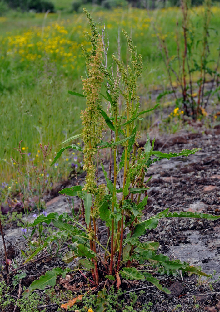 Изображение особи Rumex crispus.