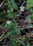 Cerastium holosteoides