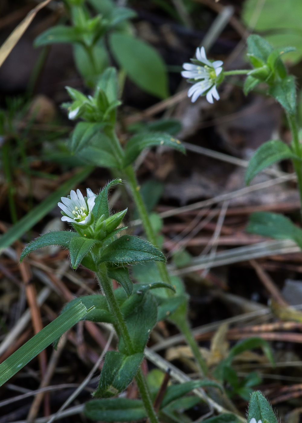 Изображение особи Cerastium holosteoides.