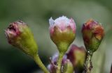 Cotoneaster lucidus. Часть соцветия. Приморский край, г. Владивосток, о. Русский, кампус ДВФУ, в озеленении. 28.06.2023.