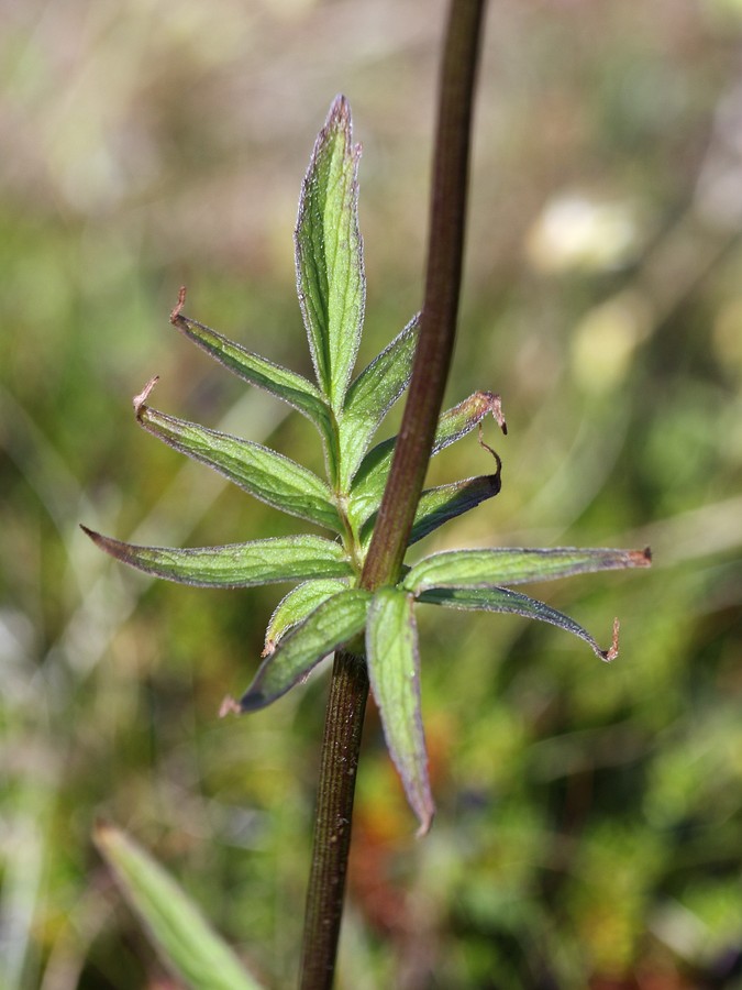 Image of Valeriana sambucifolia specimen.