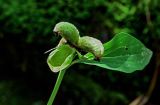 Paeonia caucasica. Плод. Грузия, Самцхе-Джавахети, национальный парк \"Боржоми-Харагаули\", смешанный лес. 11.06.2023.