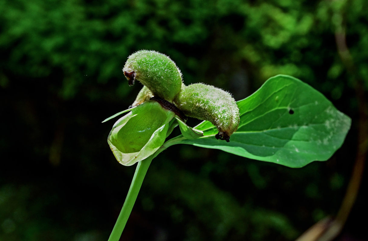 Image of Paeonia caucasica specimen.