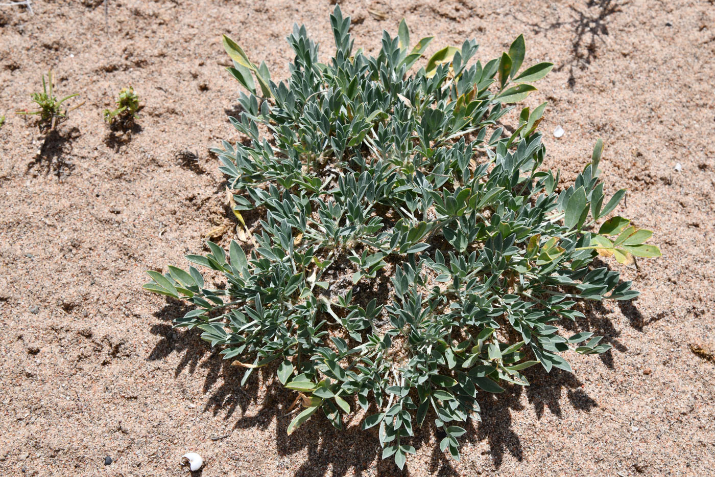 Изображение особи Astragalus borodinii.