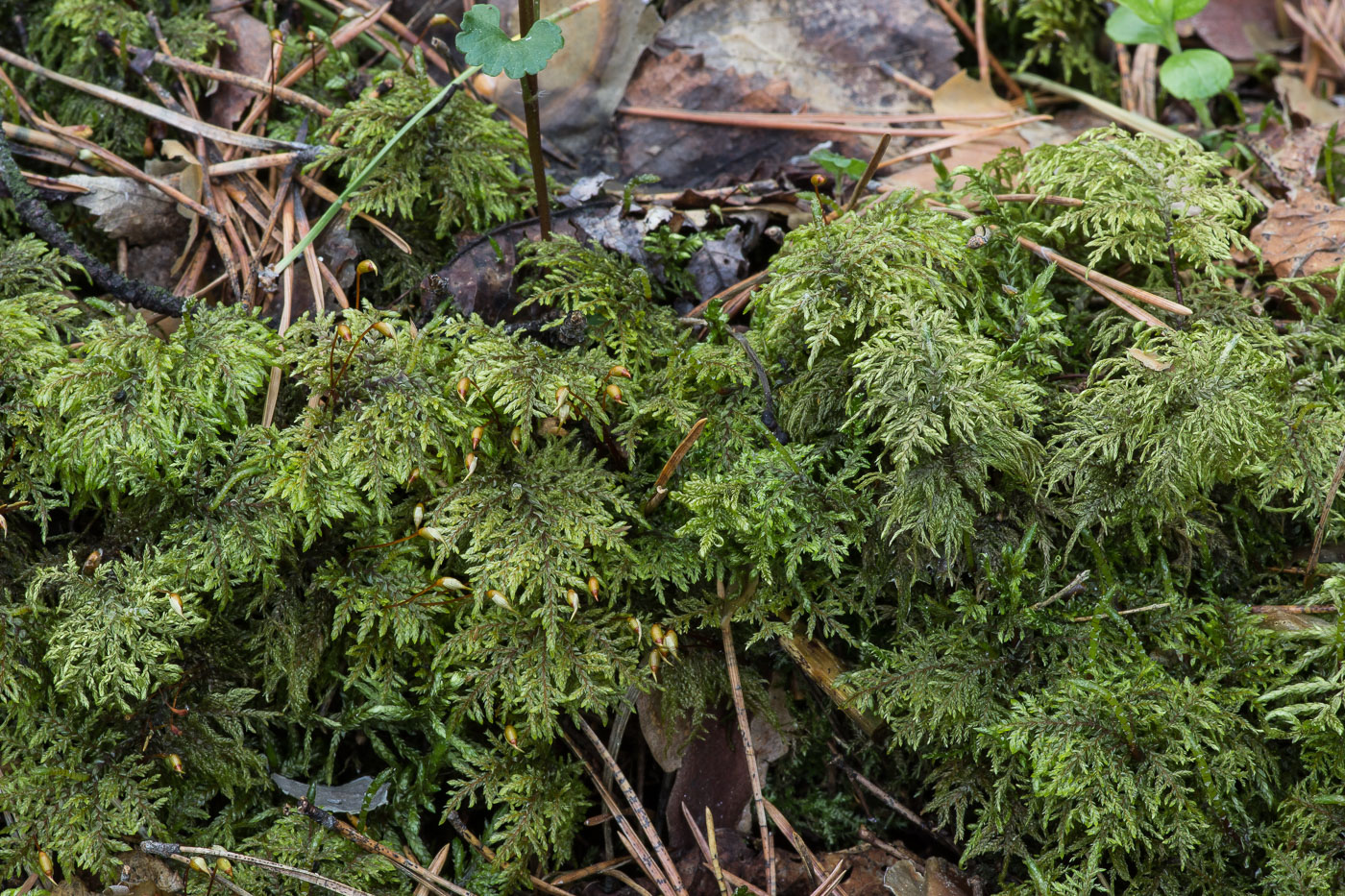 Image of Hylocomium splendens specimen.