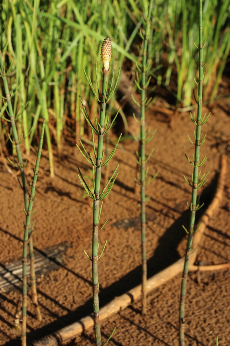 Изображение особи Equisetum fluviatile.