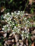 семейство Apiaceae. Соцветие с осой. Хабаровский край, окр. г. Комсомольск-на-Амуре, широколиственный лес с преобладанием Betula, зарастающая просека. 21.09.2024.