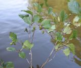 Alnus glutinosa. Плодоносящая веточка. Калужская обл., Ульяновский р-н, р. Вытебеть, 900 м к югу от деревни Горицы, левый берег. 29 августа 2024 г.