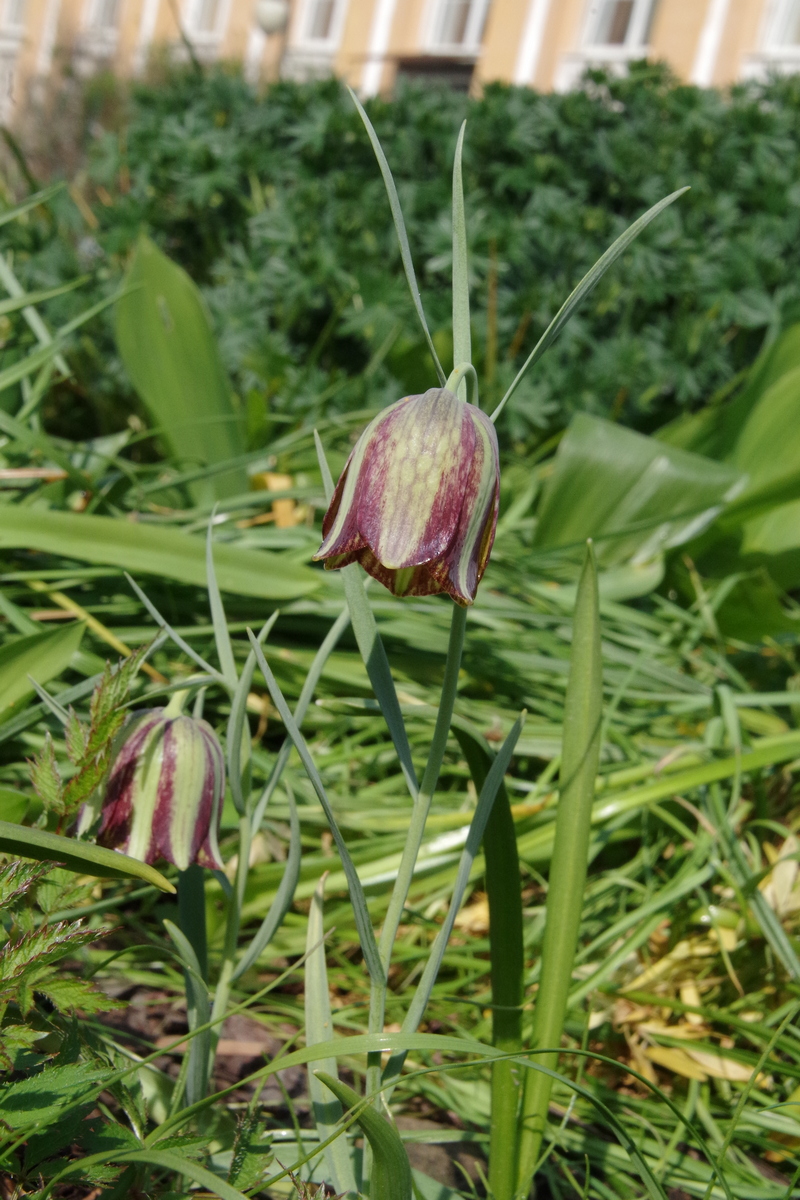 Image of Fritillaria messanensis specimen.