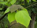 Catalpa bignonioides. Листья. Крым, Южный Берег, долина р. Алака (Сотера), обочина грунтовой дороги. 26.05.2024.