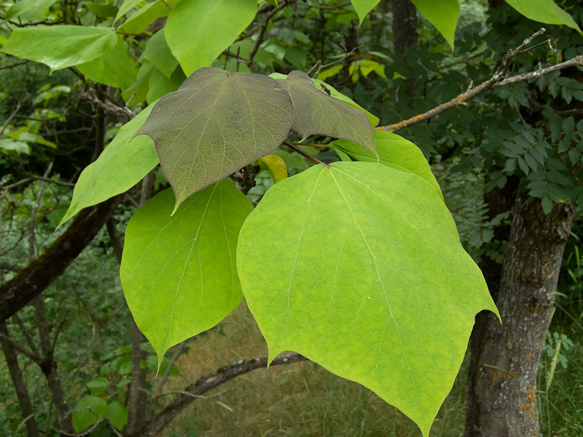 Изображение особи Catalpa bignonioides.