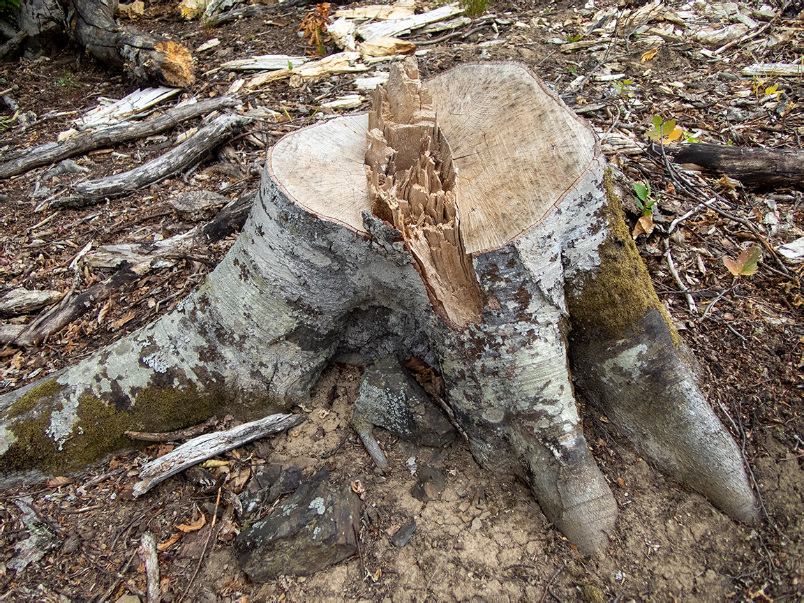 Image of Fagus &times; taurica specimen.