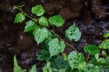 Rubus lambertianus. Верхушка ветви вегетирующего растения. Китай, пров. Хунань, ущ. р. Ланьчуаньси, каменистый берег реки, у воды. 08.06.2024.