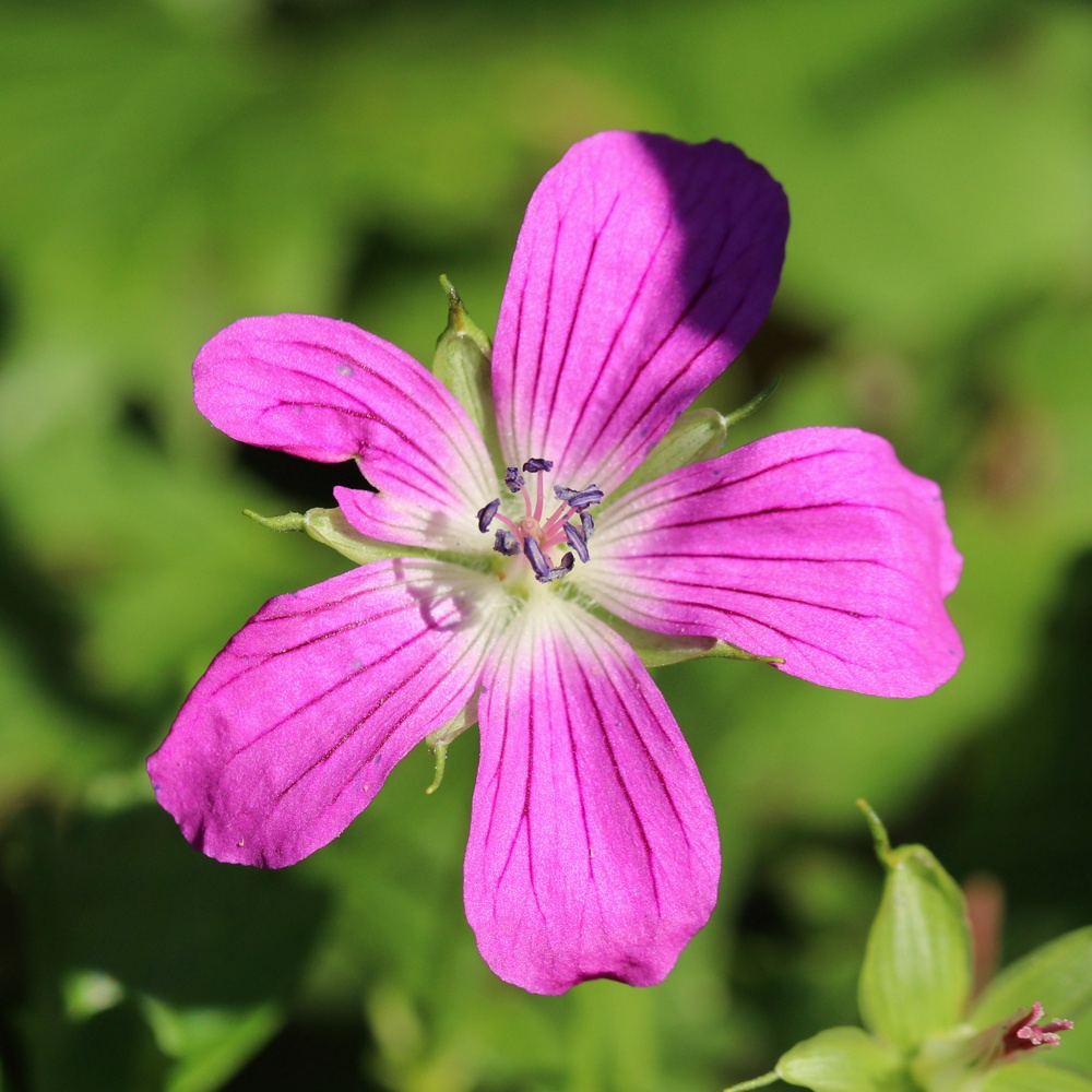 Изображение особи Geranium palustre.