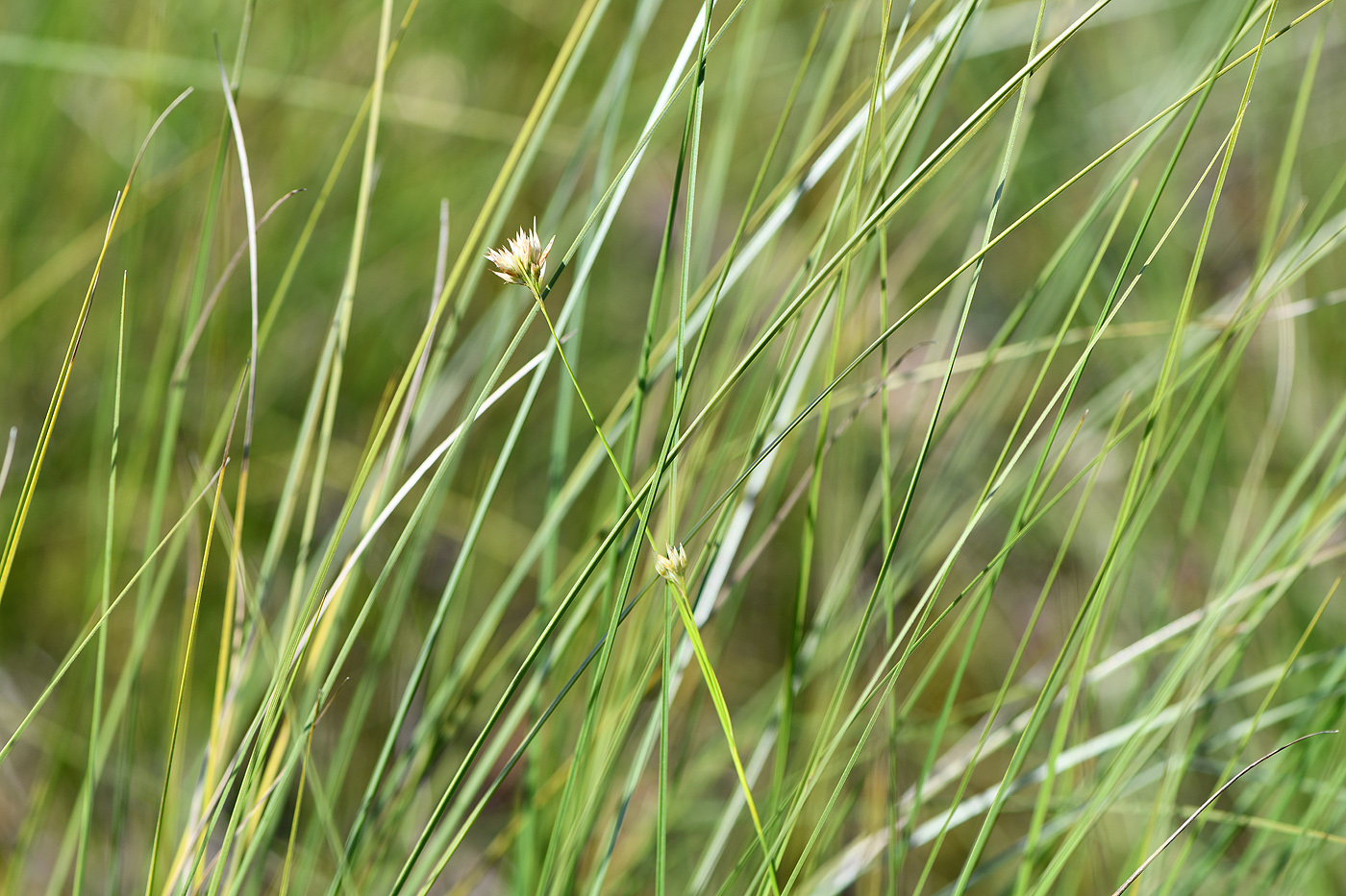 Изображение особи Rhynchospora alba.