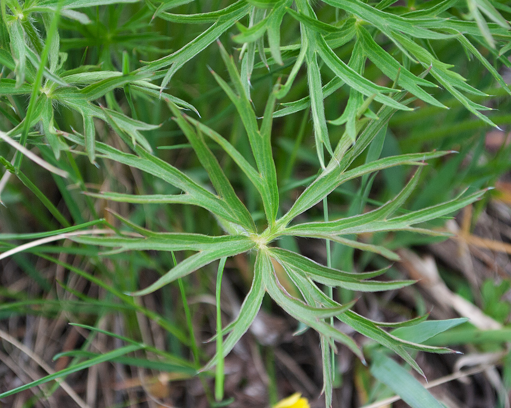 Изображение особи Pulsatilla multifida.