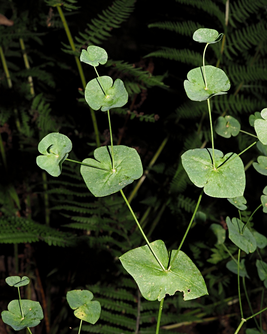 Изображение особи род Euphorbia.