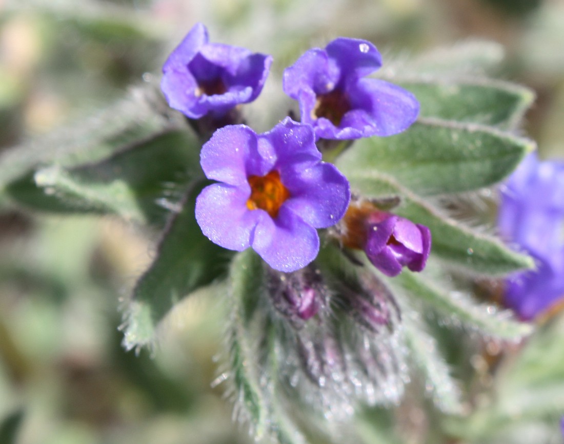 Image of Alkanna strigosa specimen.