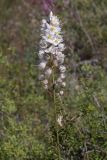 Смотреть изображение Eremurus tianschanicus