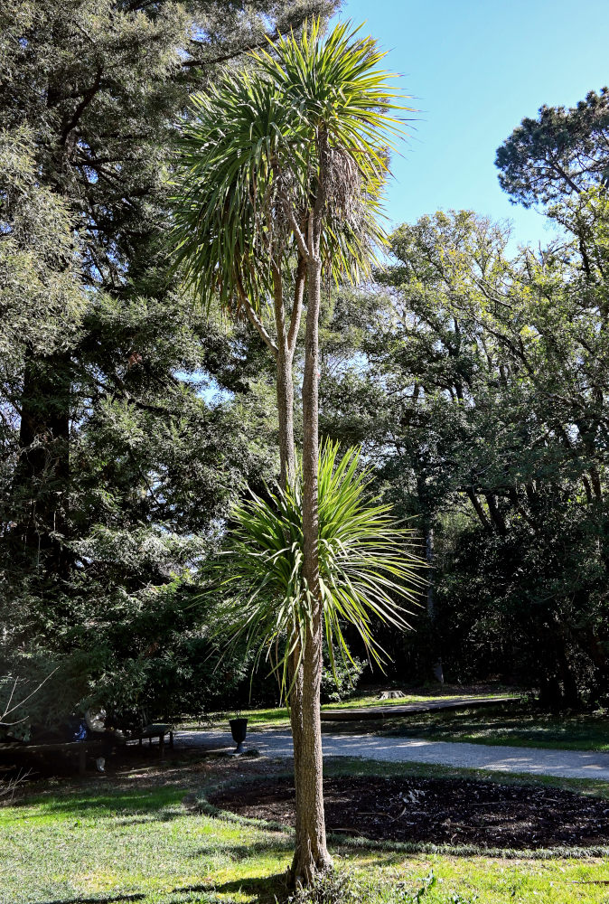Изображение особи род Yucca.