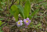 Смотреть изображение Primula vulgaris