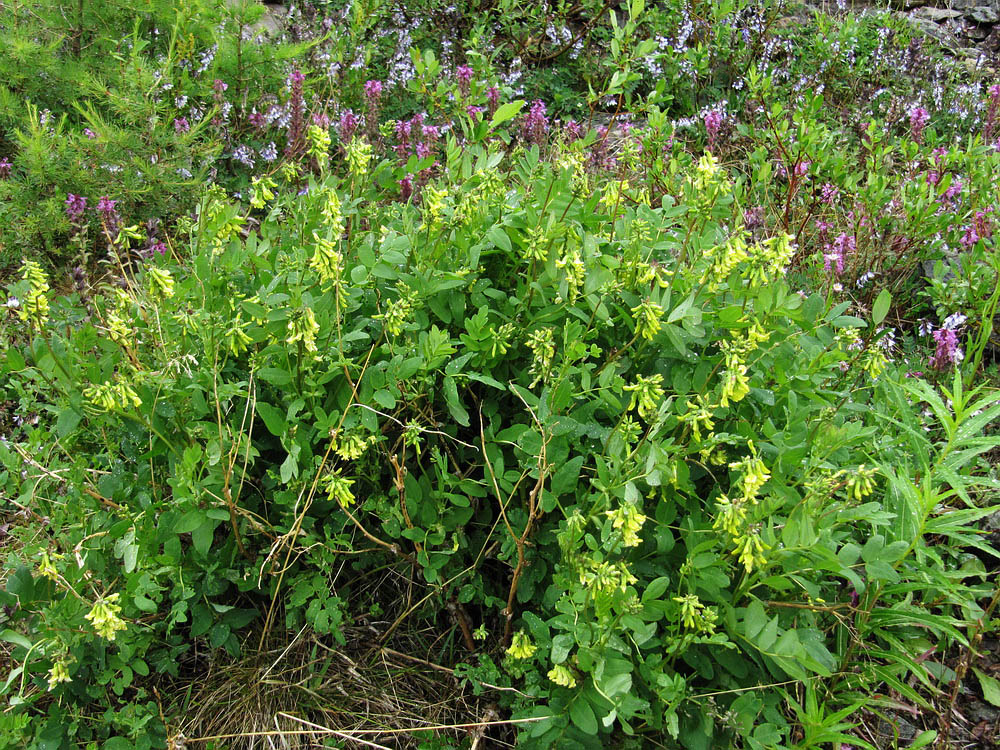 Изображение особи Astragalus frigidus.