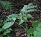 Смотреть изображение Sambucus sibirica