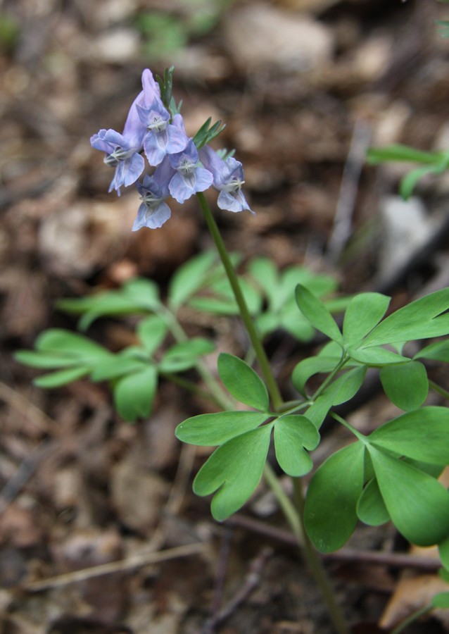 Изображение особи Corydalis solida.