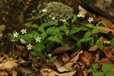View full-size image Pseudostellaria davidii