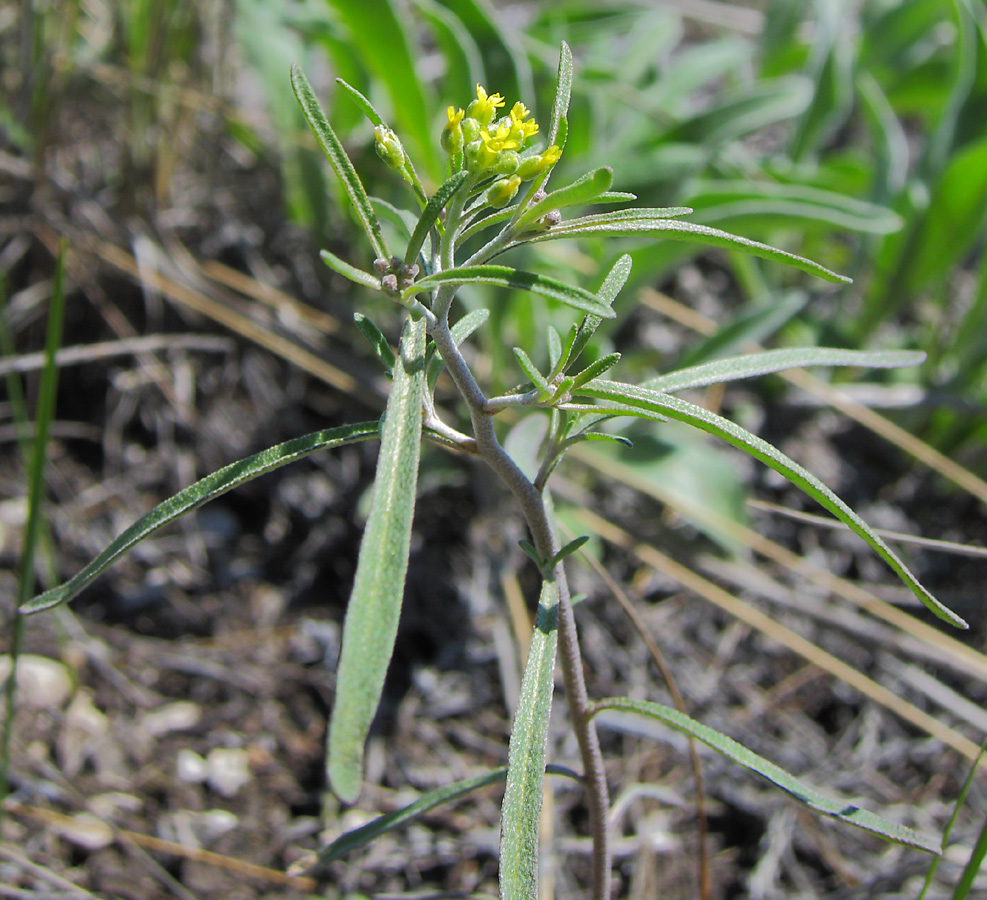 Изображение особи Meniocus linifolius.