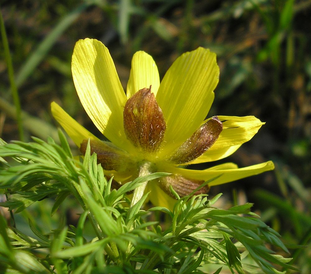 Image of Adonis volgensis specimen.