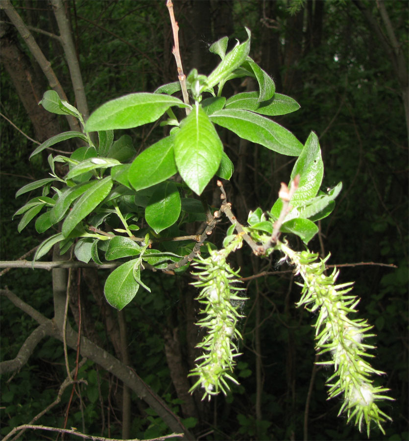 Image of Salix &times; puberula specimen.