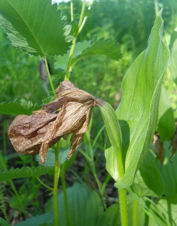 Image of Cypripedium macranthos specimen.