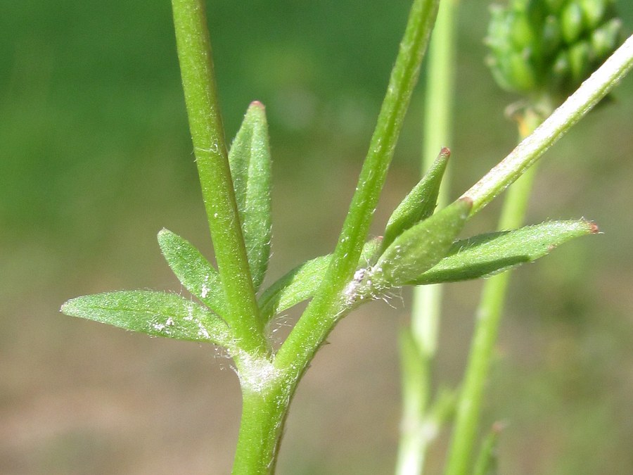 Image of Ranunculus sardous specimen.