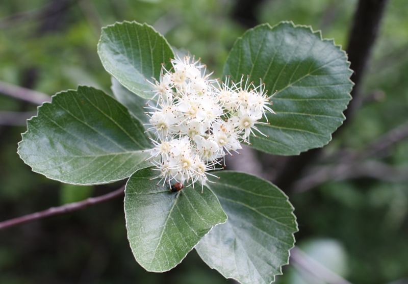 Image of Sorbus taurica specimen.