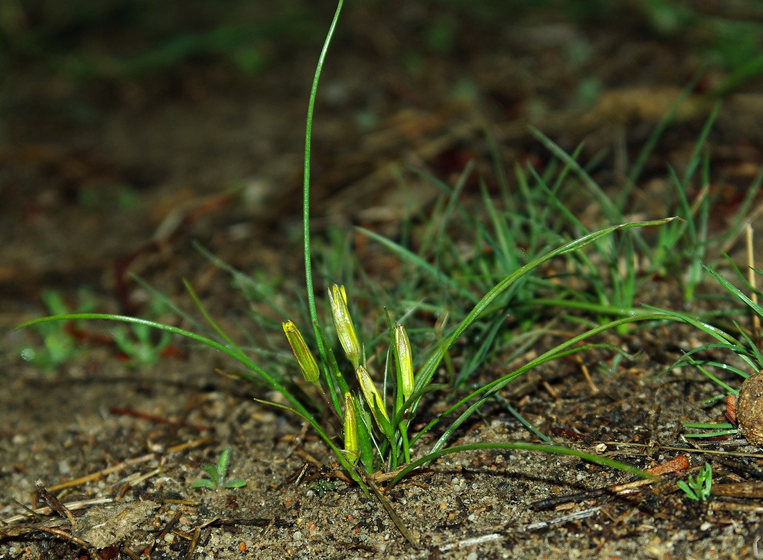 Image of genus Gagea specimen.