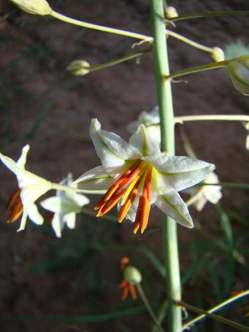 Image of Eremurus soogdianus specimen.