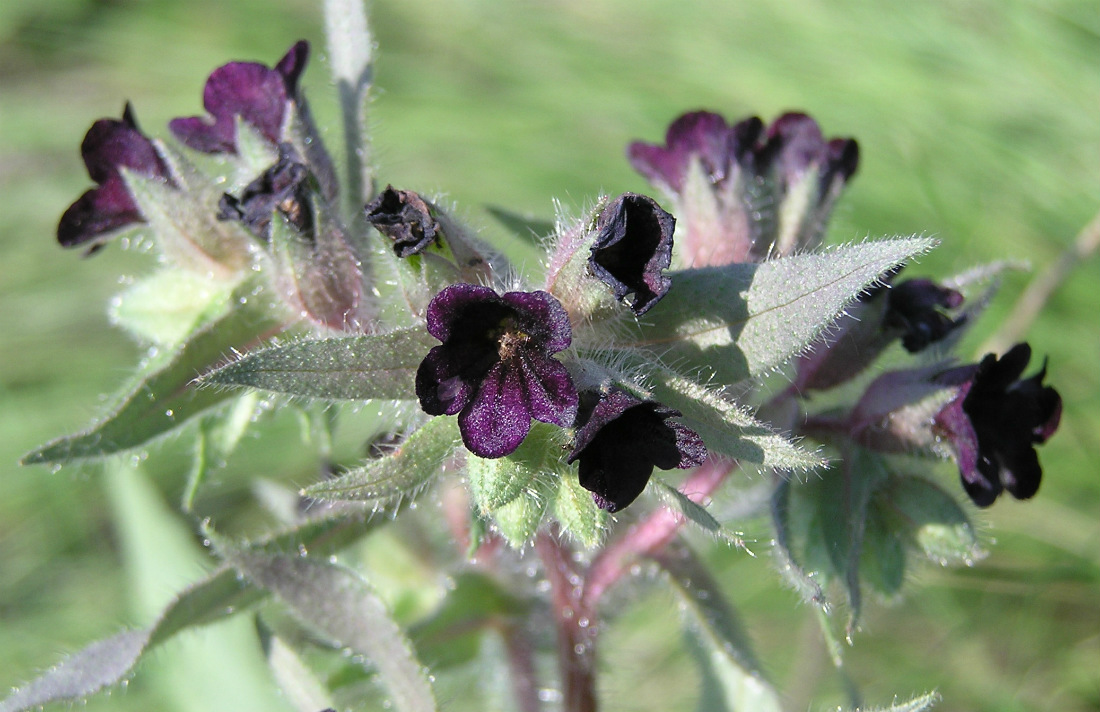 Image of Nonea rossica specimen.