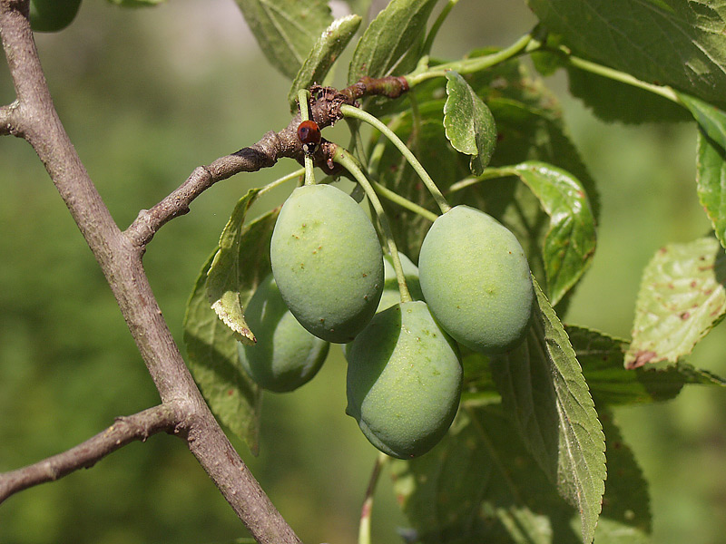 Image of Prunus domestica specimen.