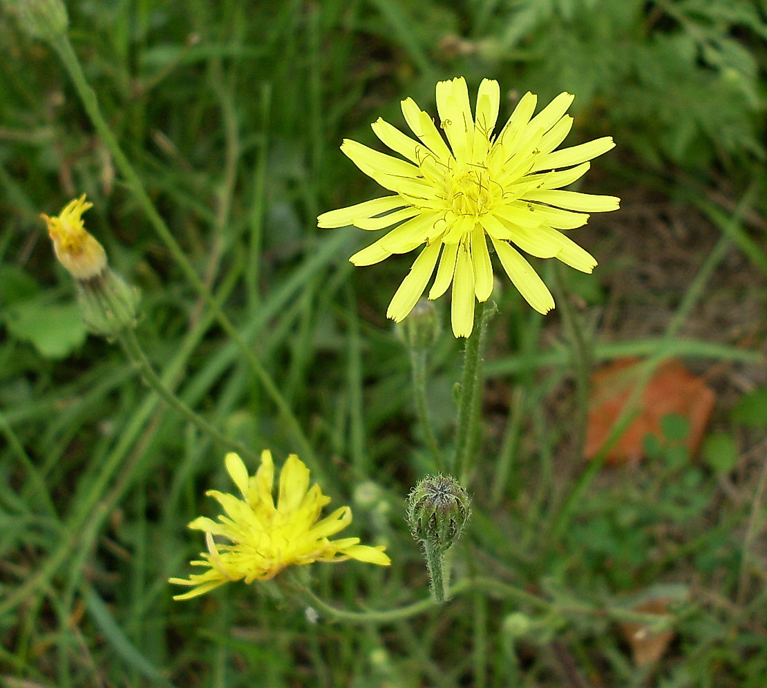 Изображение особи Crepis rhoeadifolia.