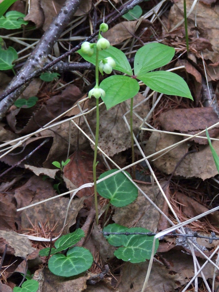 Image of Pyrola renifolia specimen.