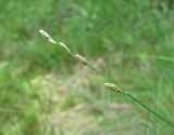 Carex canescens