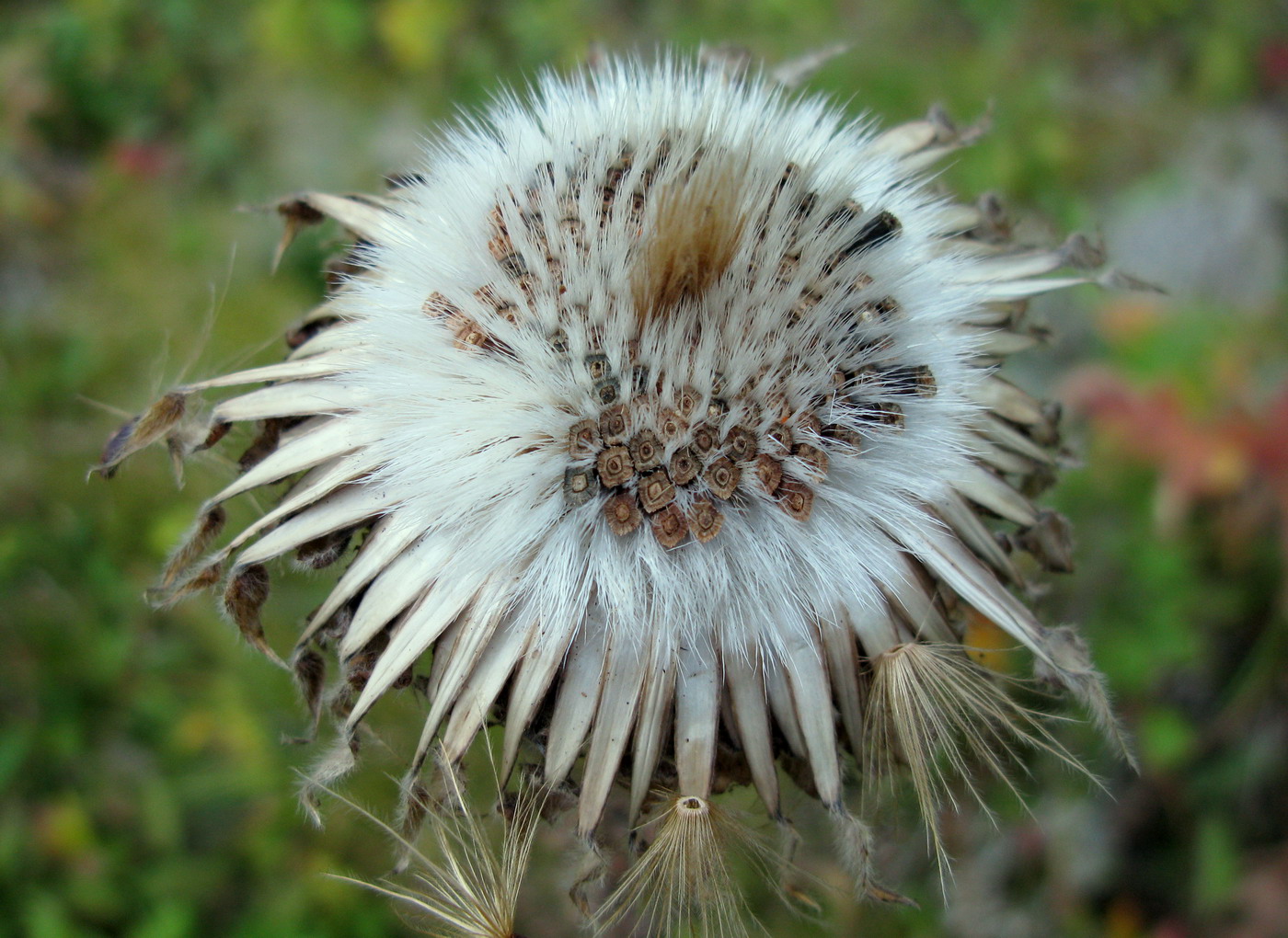 Изображение особи Stemmacantha orientalis.