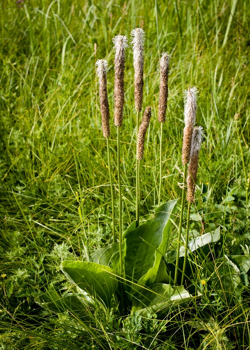 Изображение особи Plantago urvillei.