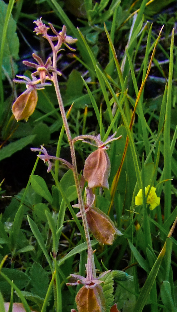 Image of Reseda orientalis specimen.