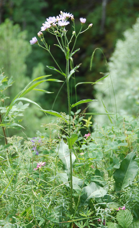 Image of Aster tataricus specimen.