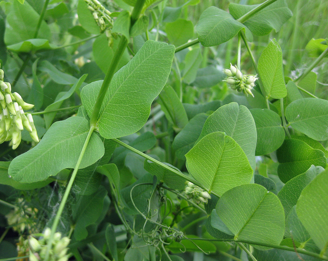 Image of Vicia pisiformis specimen.